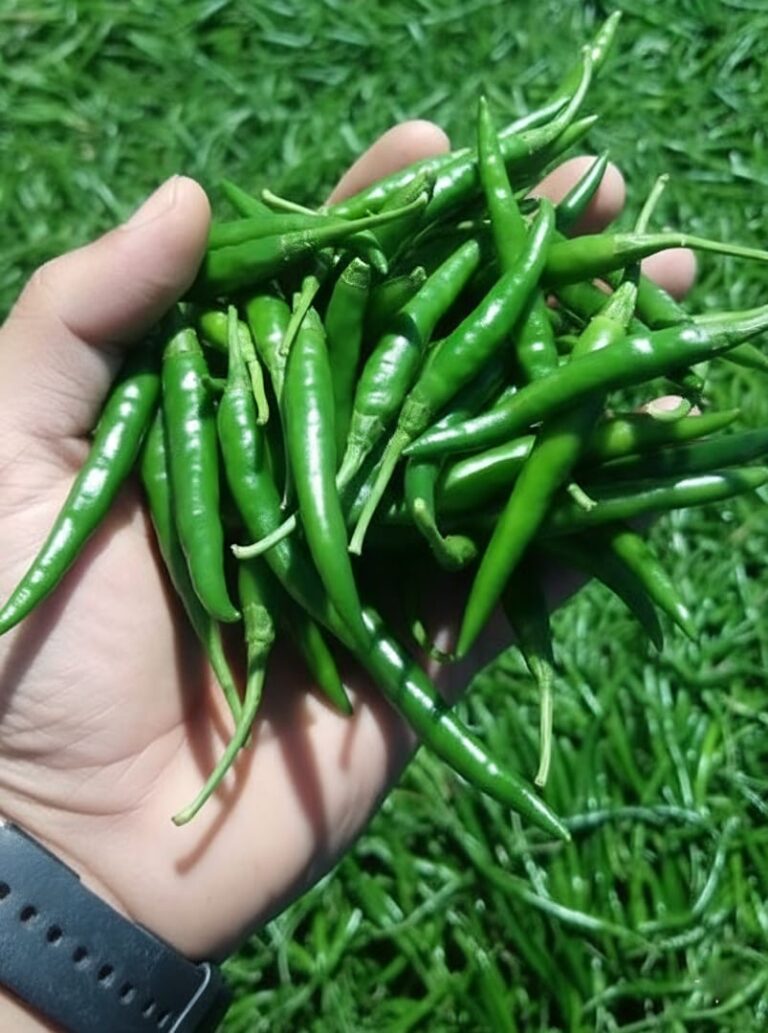 fresh-green-chilies